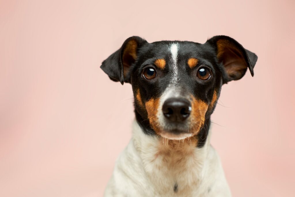 Pets during a divorce settlement